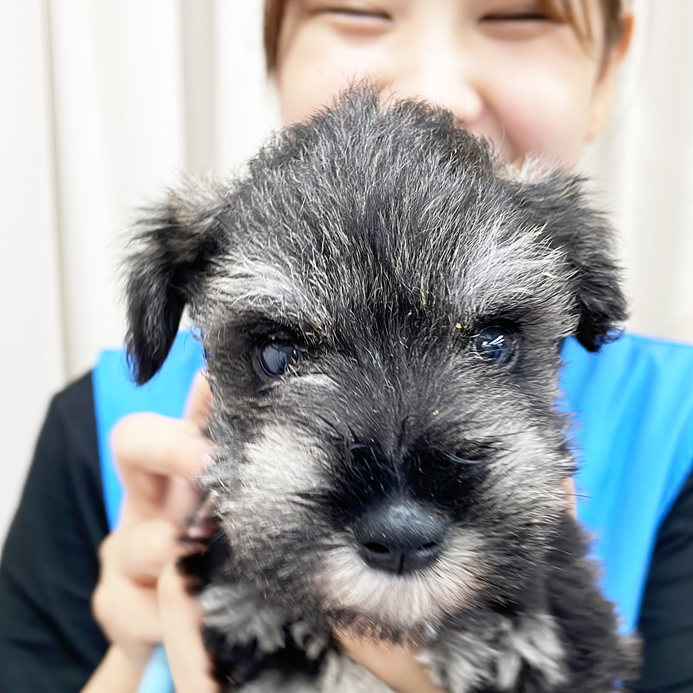 ２年生が子犬のお世話♪
